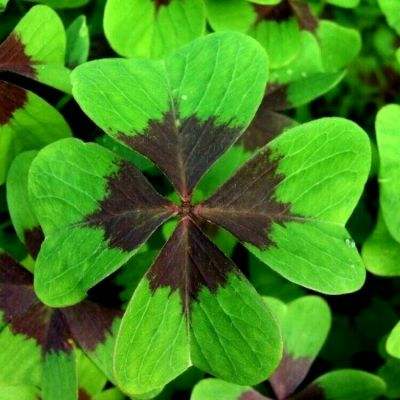 *ST阳光聘任33岁刘佳燊为非独立董事